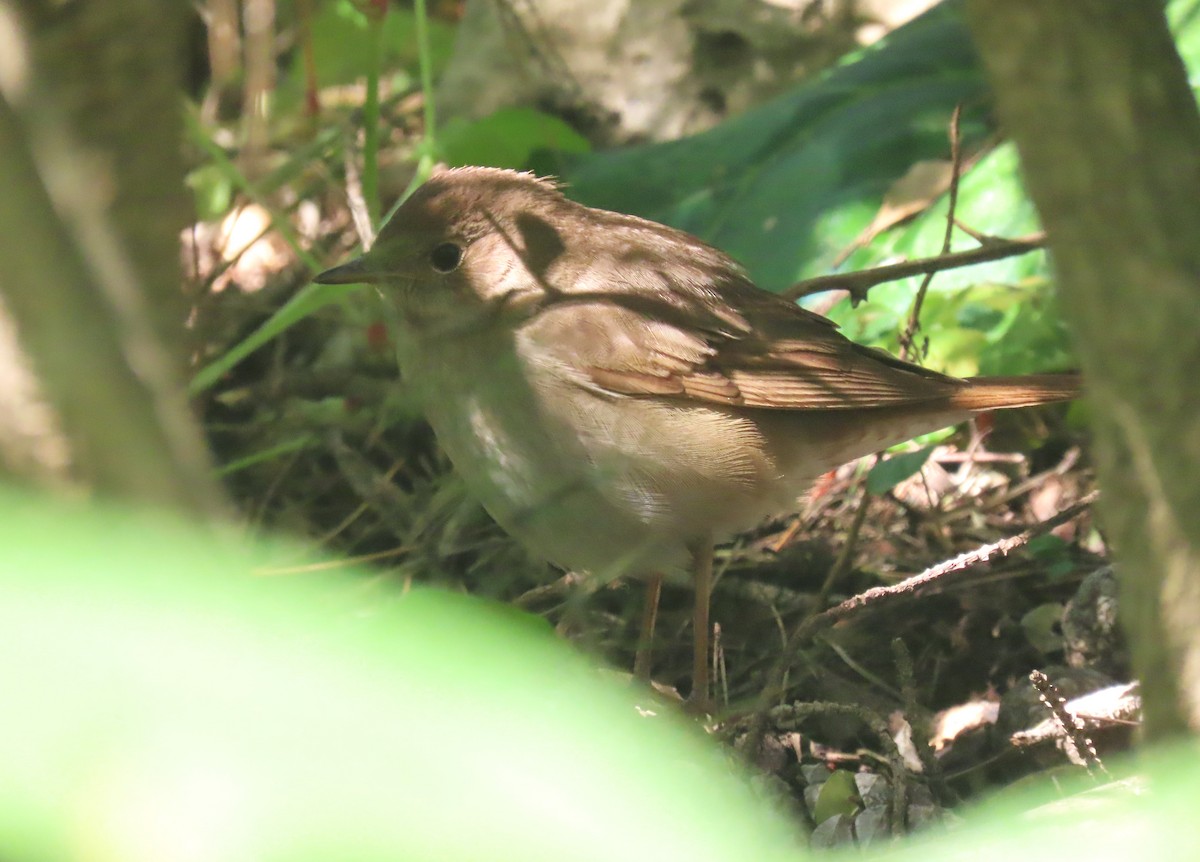 Common Nightingale - הלל נחמן