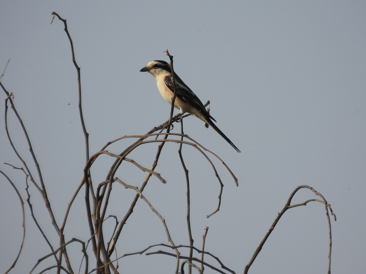 Masked Shrike - ML617867522