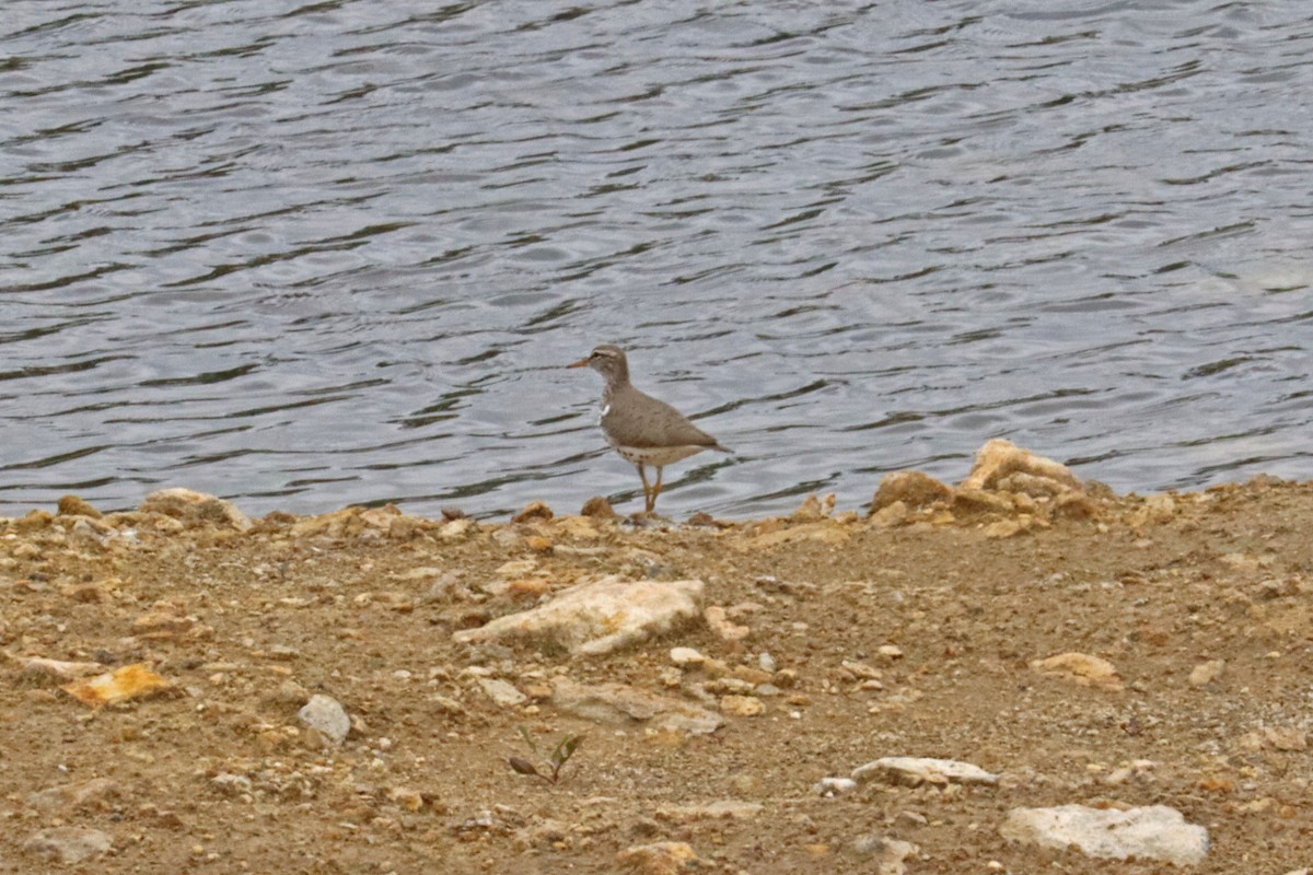 Spotted Sandpiper - ML617867553