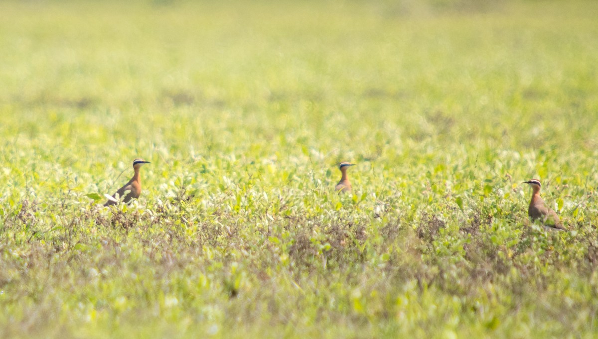 Indian Courser - Pavan Thilina Bopitiya Gamage