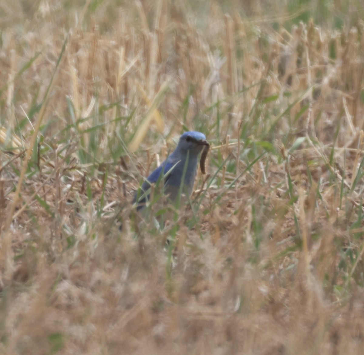 Mountain Bluebird - Cheryl Rosenfeld