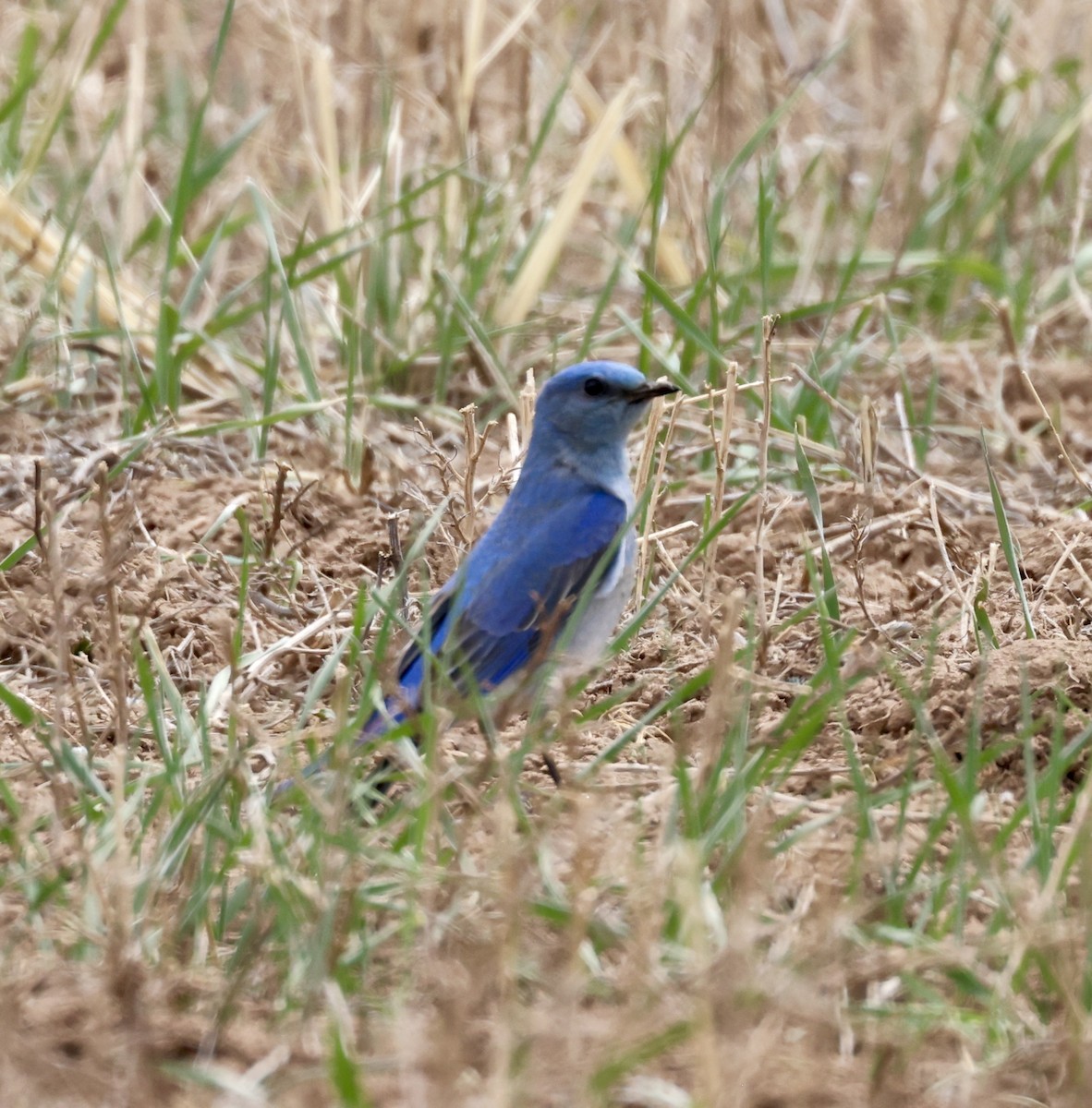 Mountain Bluebird - Cheryl Rosenfeld