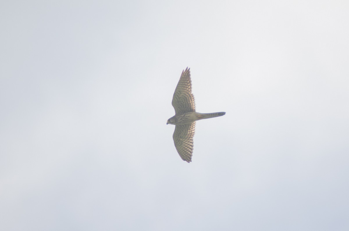 Eurasian Kestrel - ML617867619