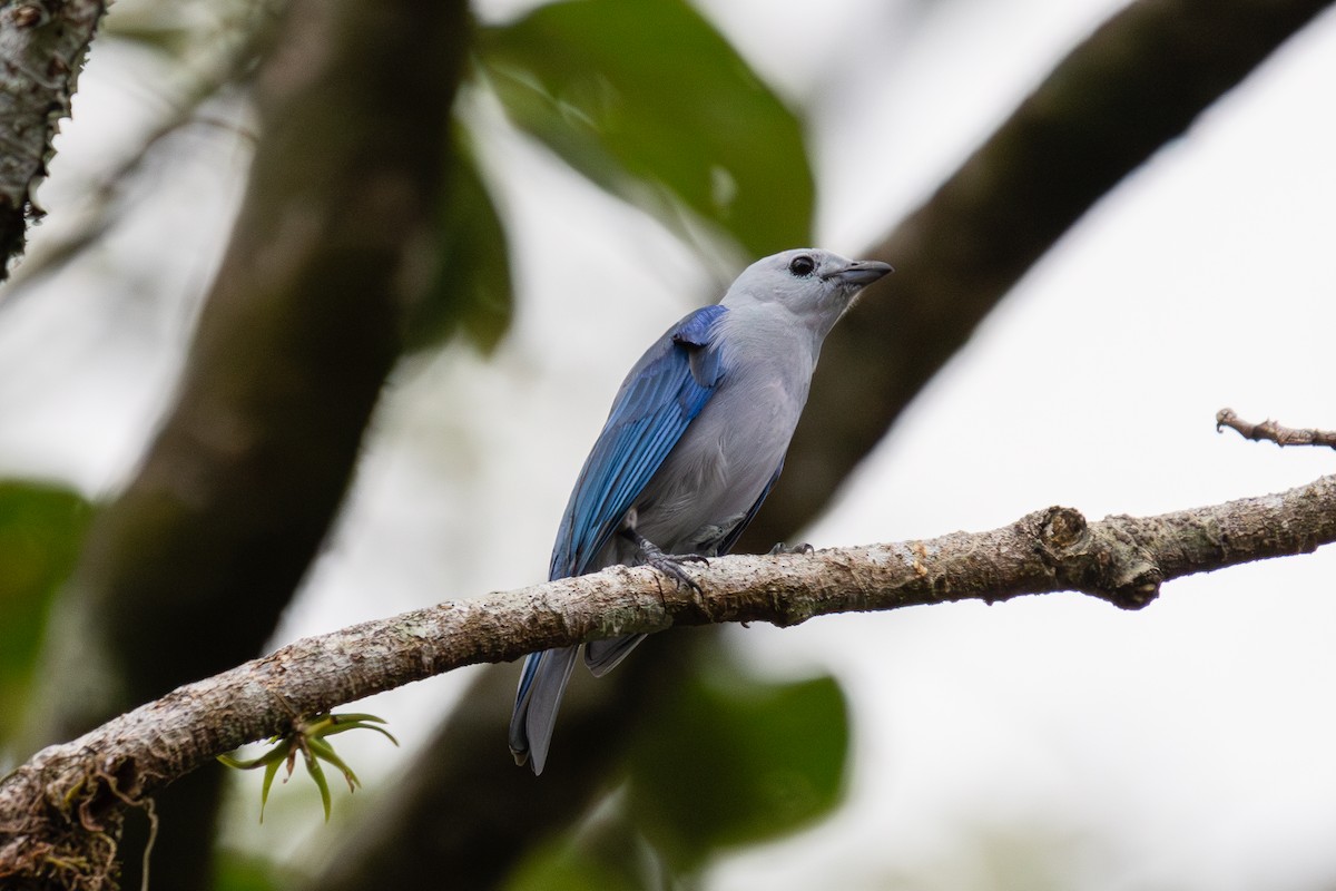 Blue-gray Tanager - ML617867630