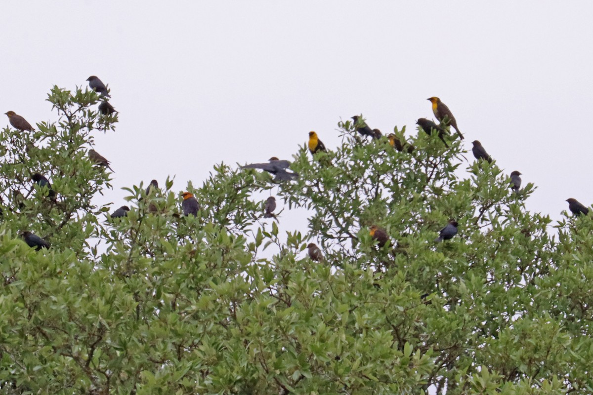 Yellow-headed Blackbird - Leslie Linehan