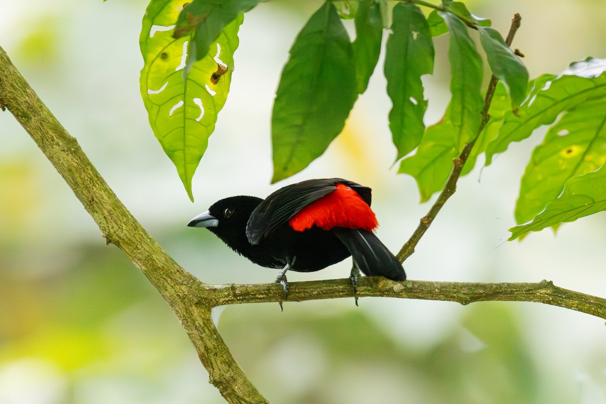 Scarlet-rumped Tanager - ML617867634