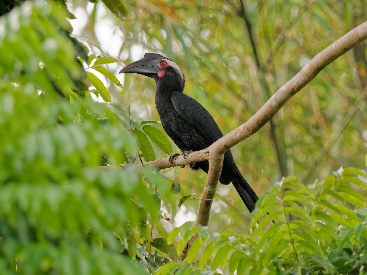 Black Hornbill - Daniel Schlaepfer