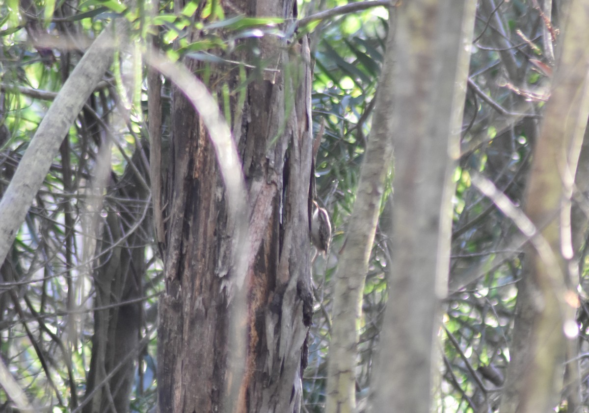 Short-toed Treecreeper - ML617867648