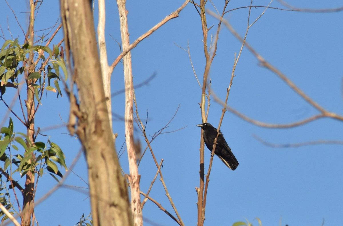 Carrion Crow - ML617867651