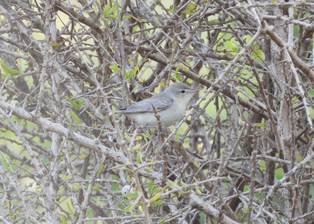 Eastern Bonelli's Warbler - ML617867654