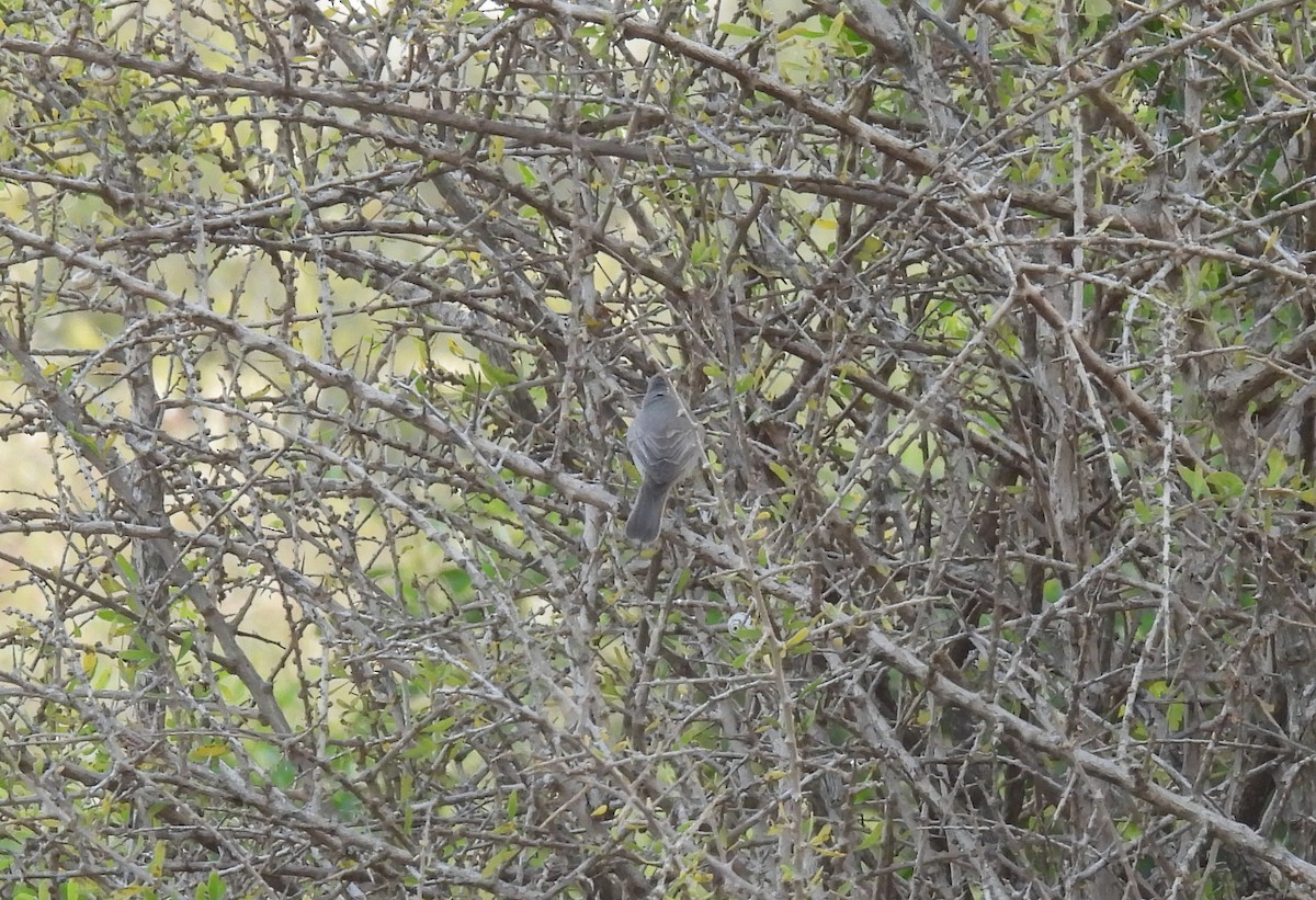 Eastern Bonelli's Warbler - ML617867655