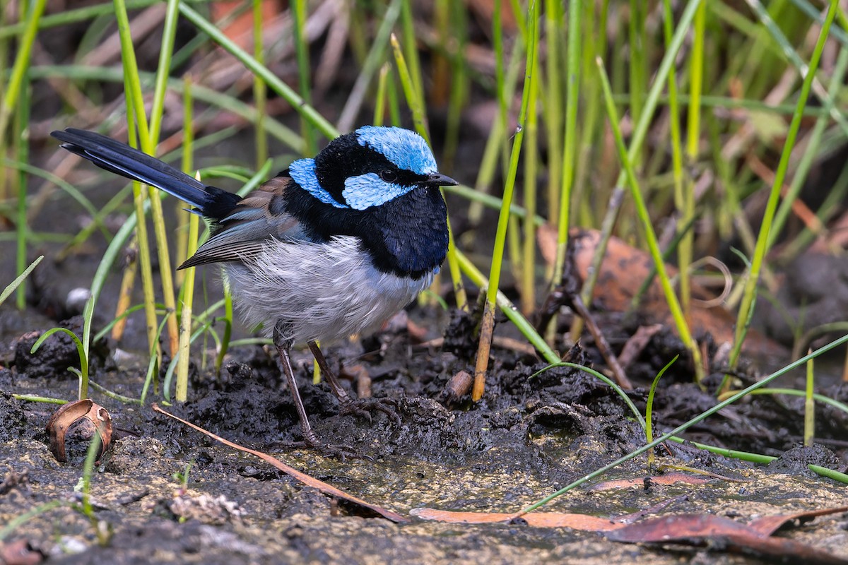 Superb Fairywren - ML617867664