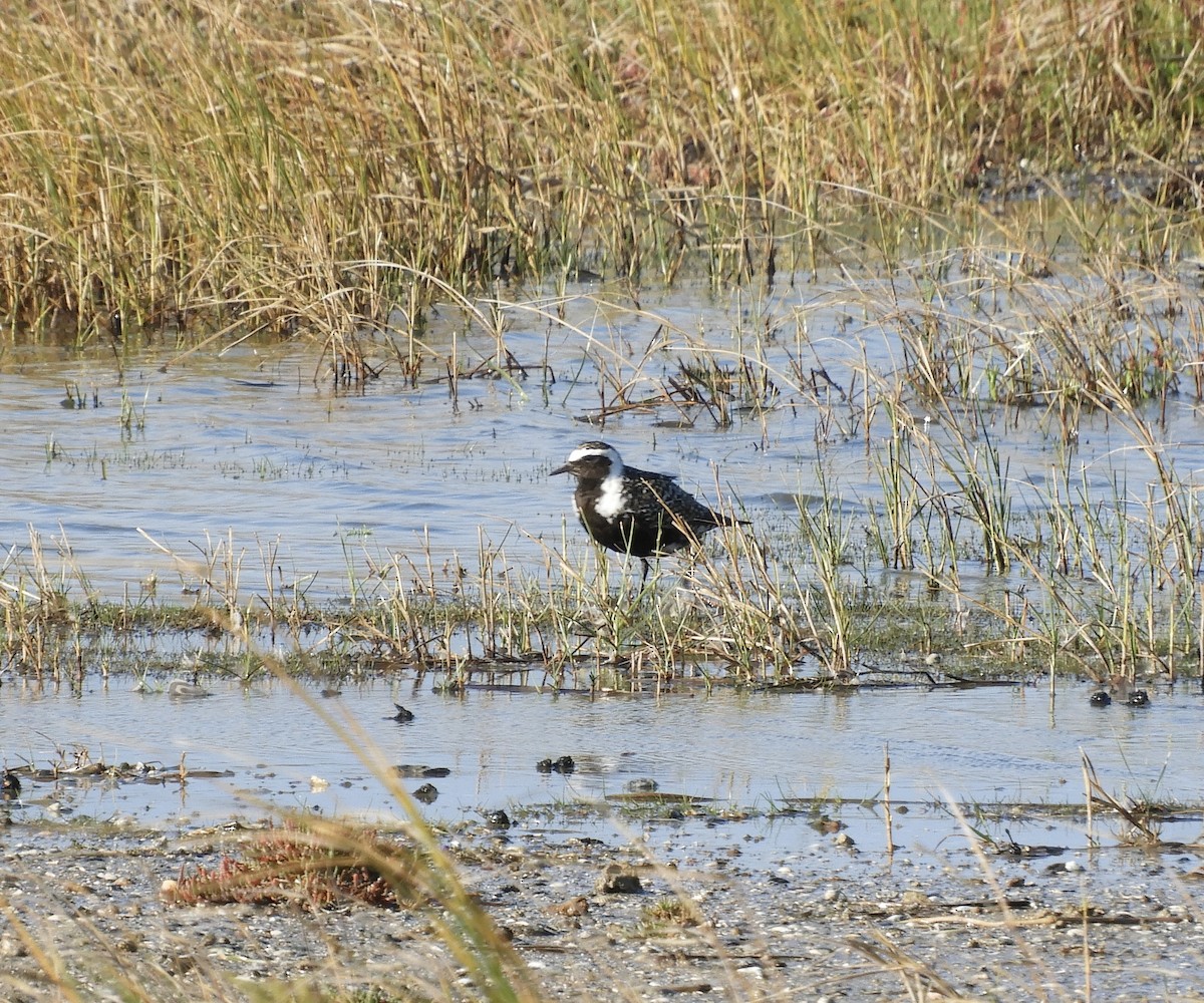 American Golden-Plover - Frank Antram