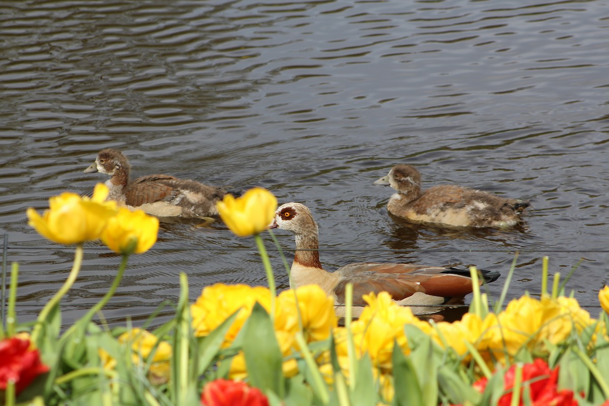 Egyptian Goose - ML617867702