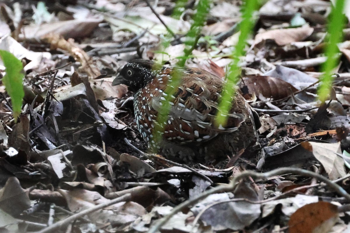 Black-breasted Buttonquail - ML617867756