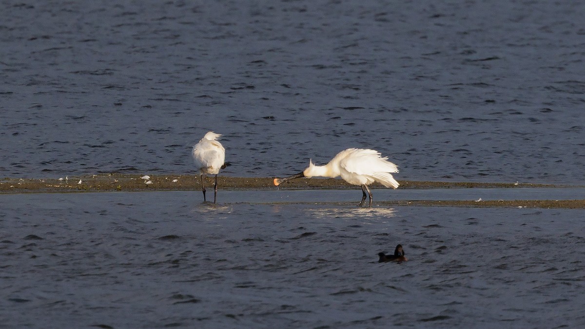 Eurasian Spoonbill - Josh Jones