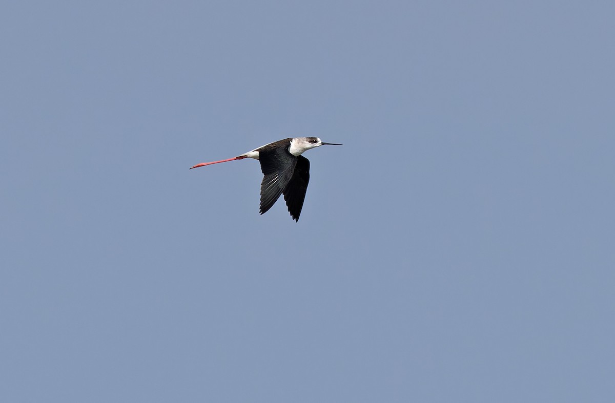 Black-winged Stilt - ML617867801