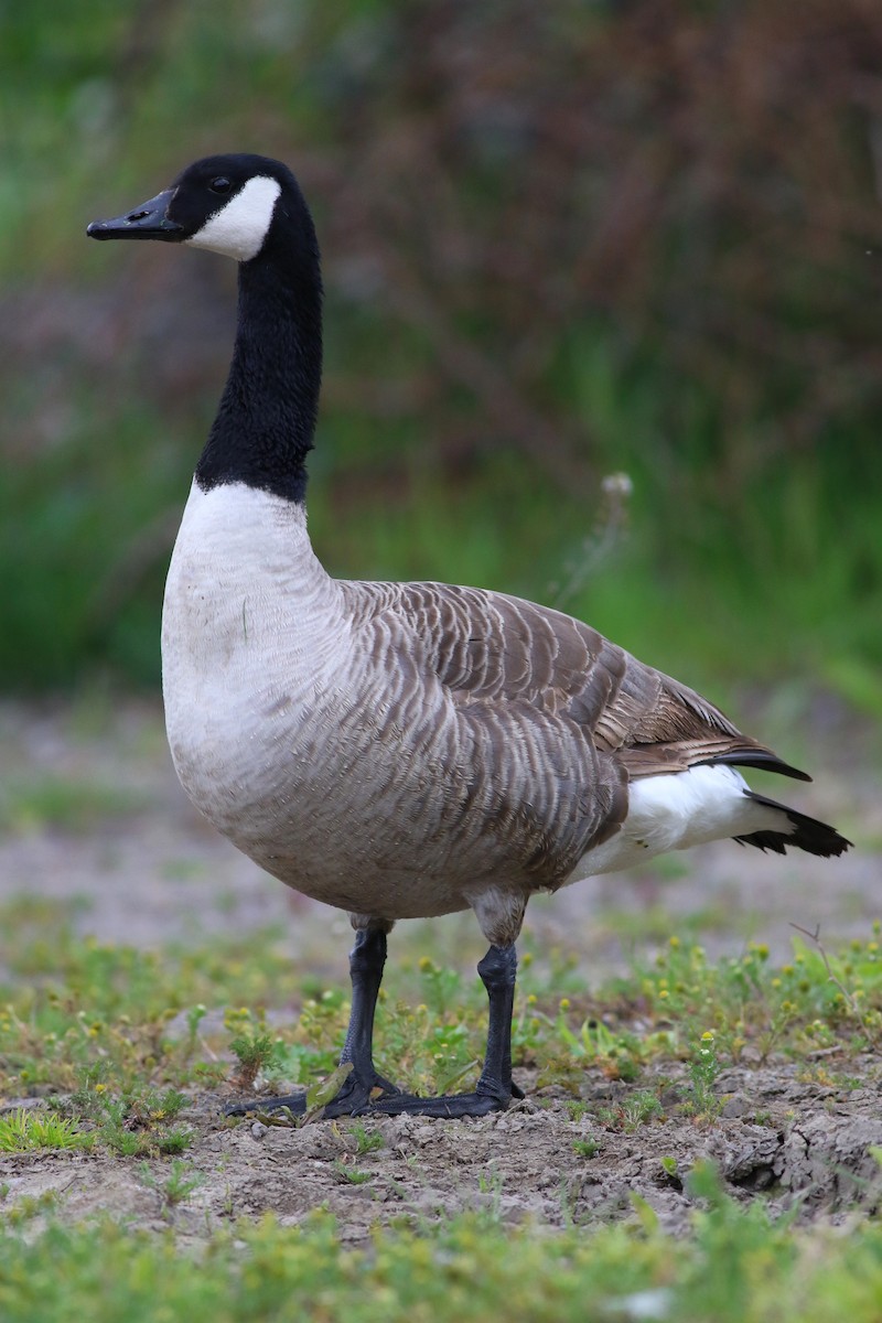 Canada Goose - Tymoteusz Mazurkiewicz