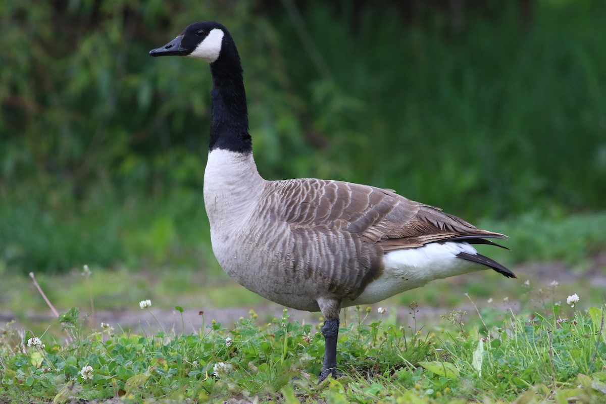 Canada Goose - Tymoteusz Mazurkiewicz