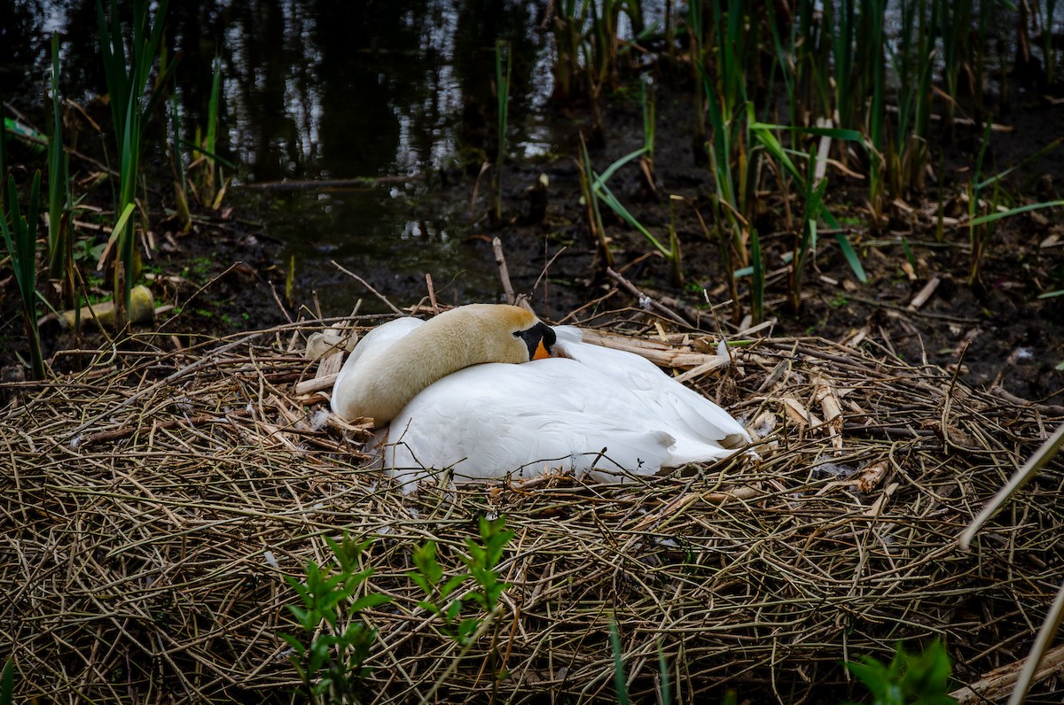 Mute Swan - ML617867837