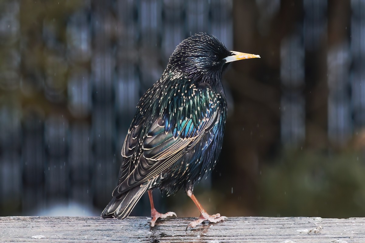 European Starling - ML617867875