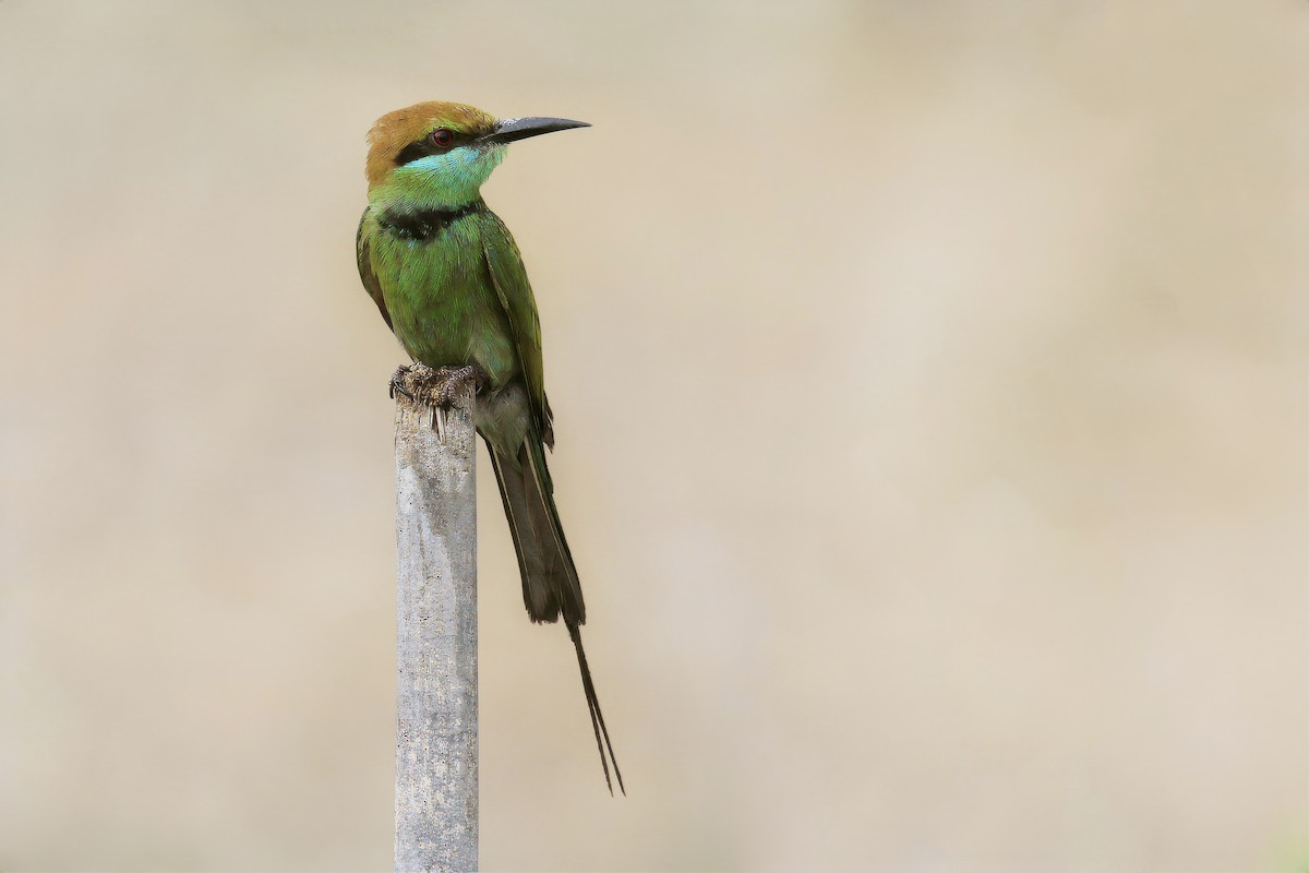 Asian Green Bee-eater - ML617867887