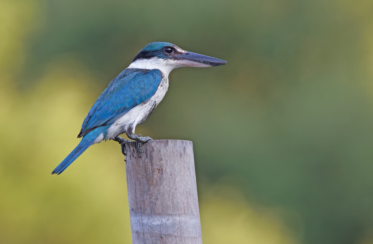 Collared Kingfisher - ML617867913