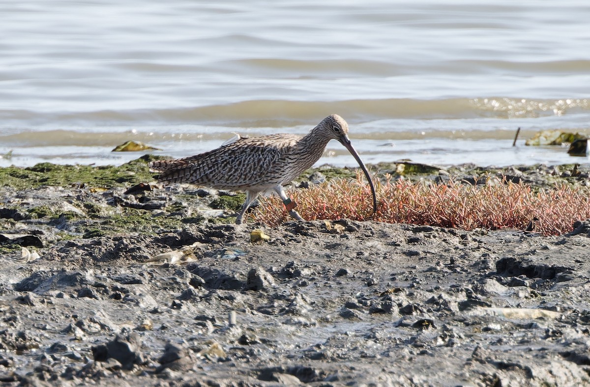 Far Eastern Curlew - ML617867936