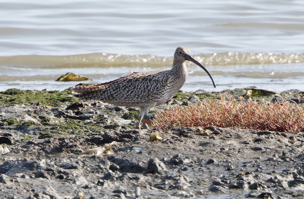 Far Eastern Curlew - ML617867937