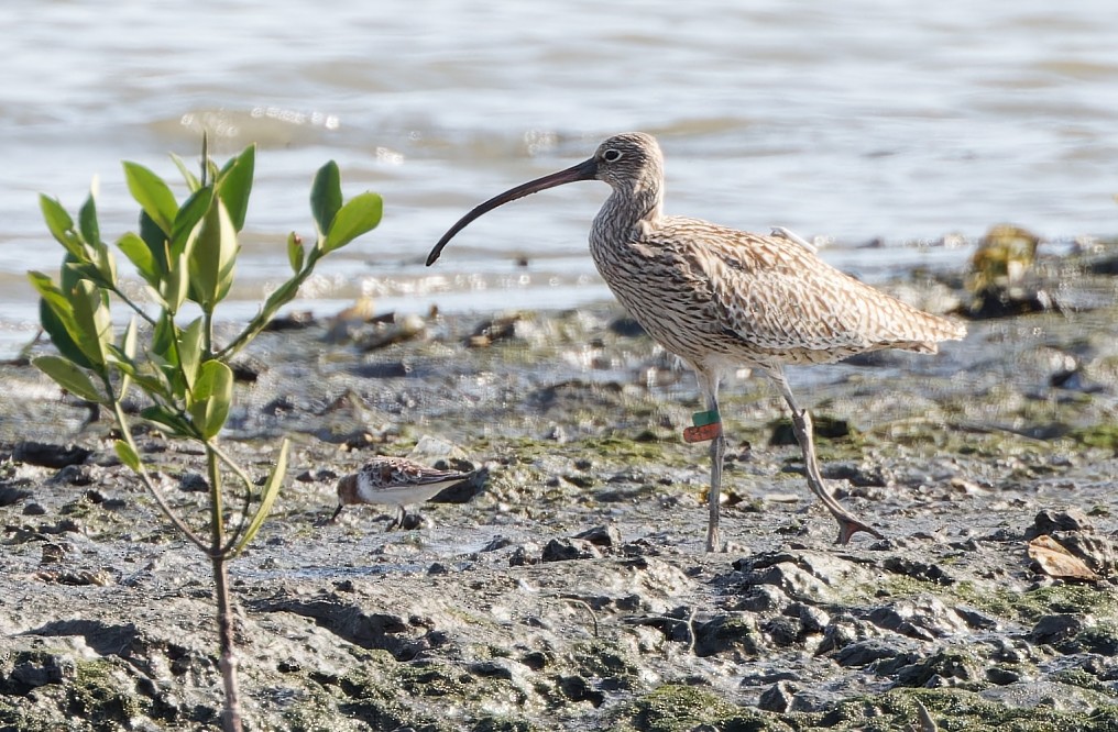 Far Eastern Curlew - ML617867938