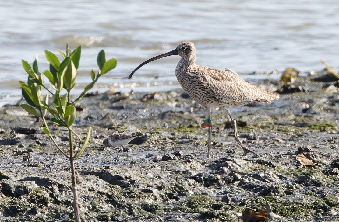 Far Eastern Curlew - ML617867939