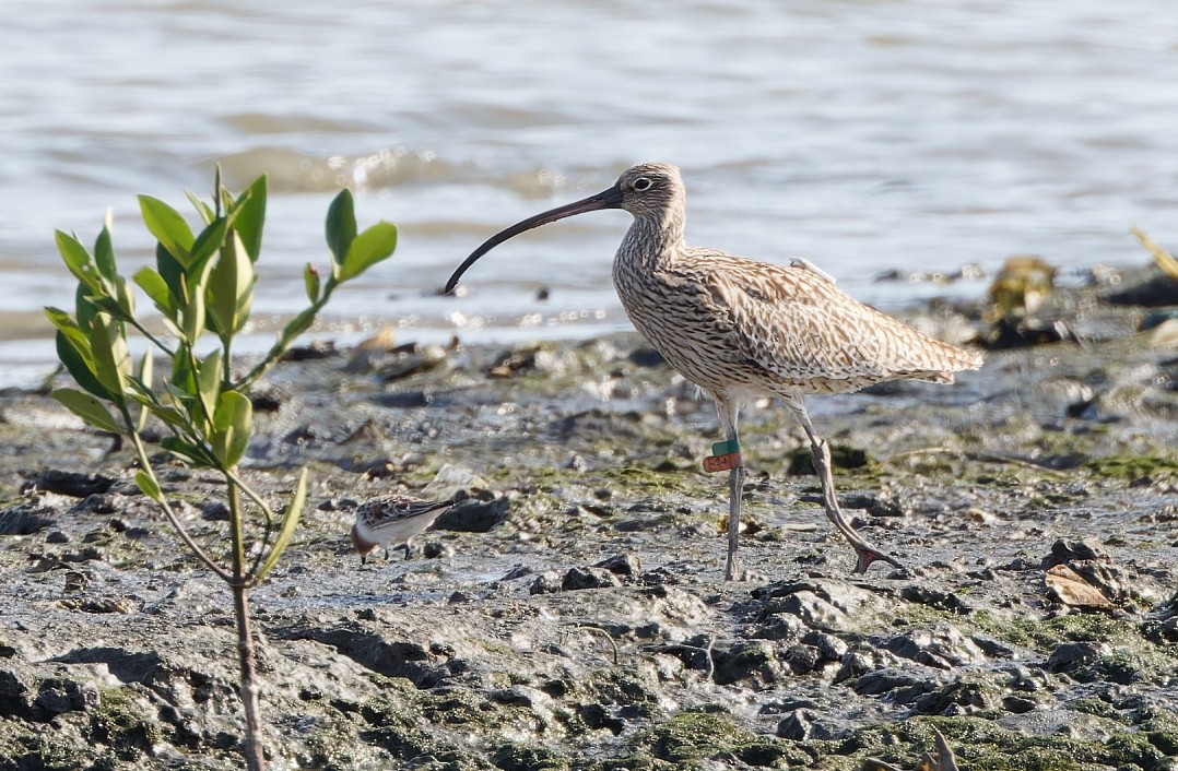 Far Eastern Curlew - ML617867940