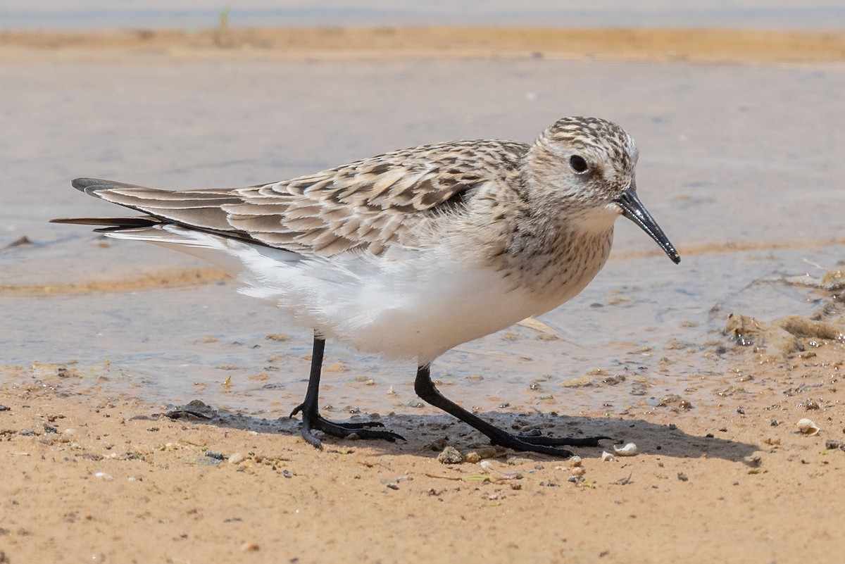 Baird's Sandpiper - ML617867957