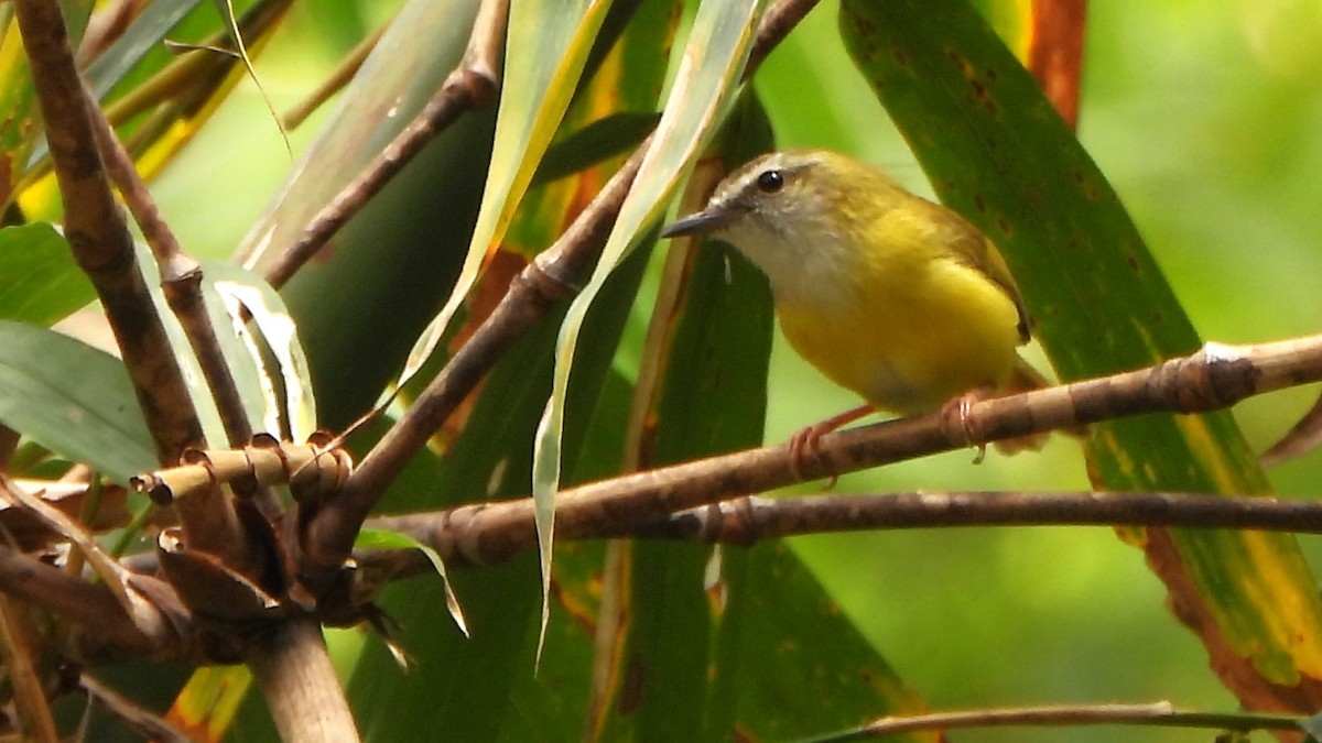 Yellow-bellied Warbler - ML617867988