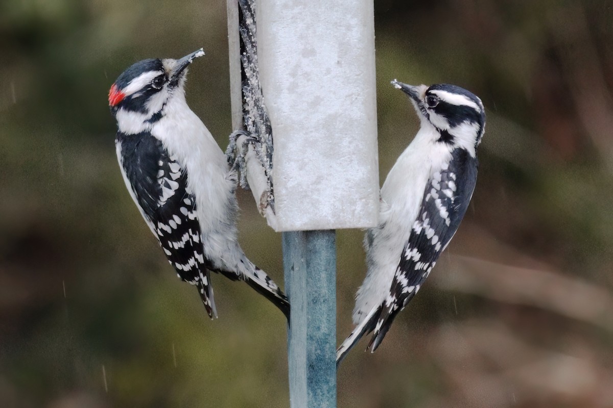 Downy Woodpecker - ML617868008