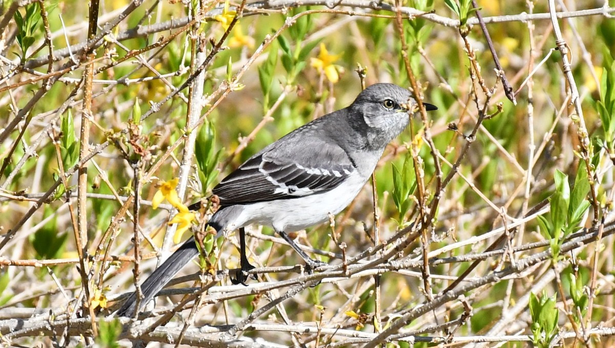 Northern Mockingbird - ML617868071