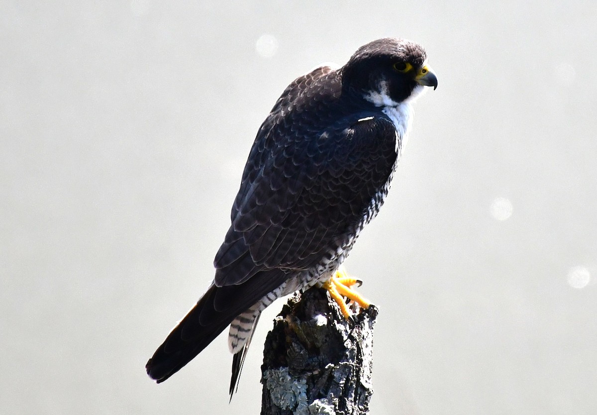 Peregrine Falcon - ML617868083