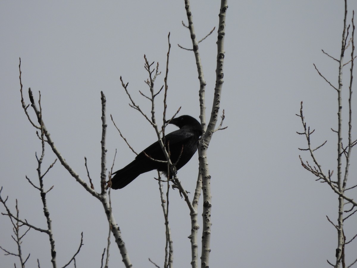 American Crow - ML617868139