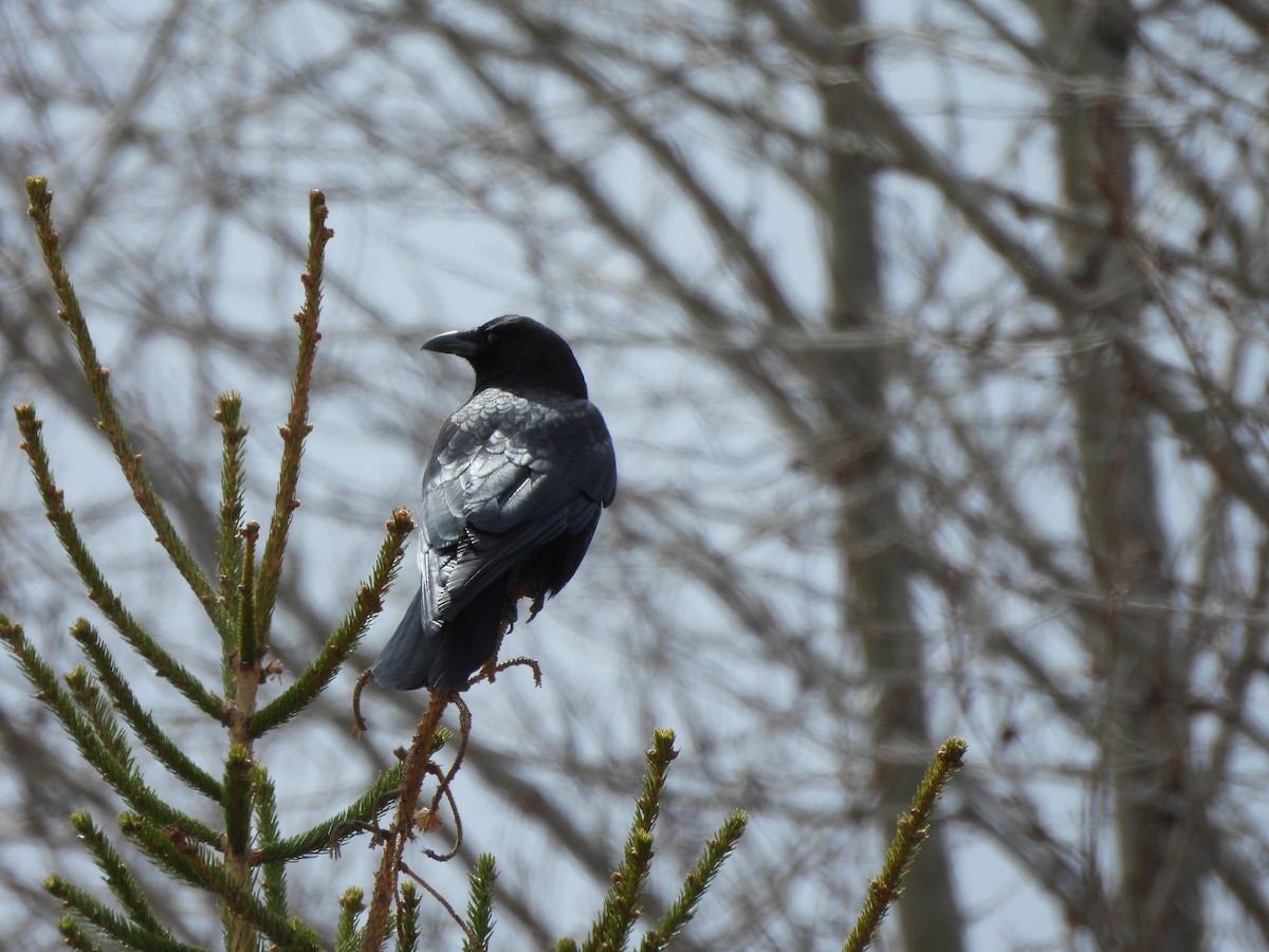 American Crow - ML617868140