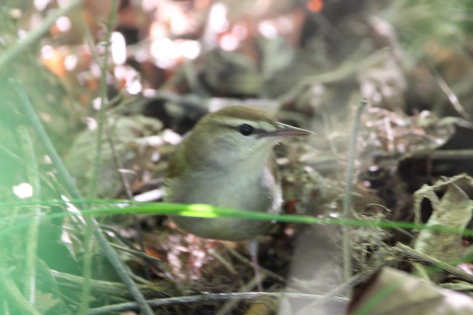 Swainson's Warbler - Perry Copeland