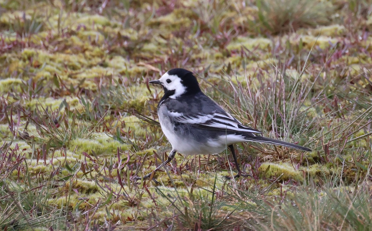 White Wagtail (British) - ML617868159