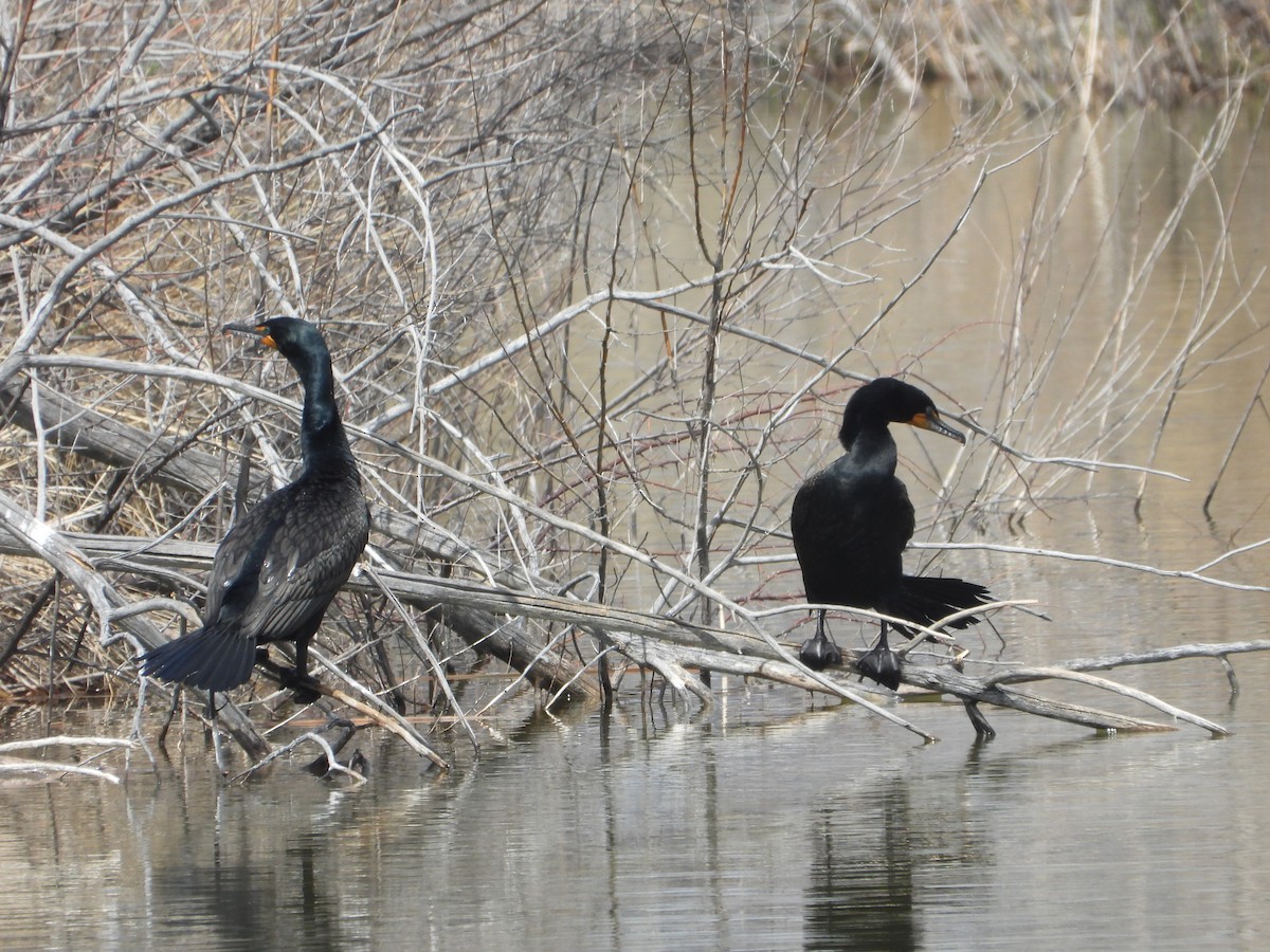 Cormoran à aigrettes - ML617868160