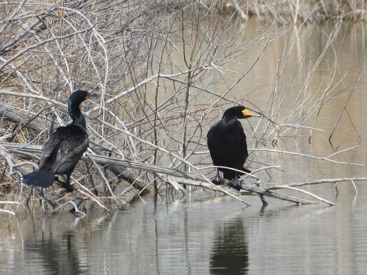 Cormoran à aigrettes - ML617868161