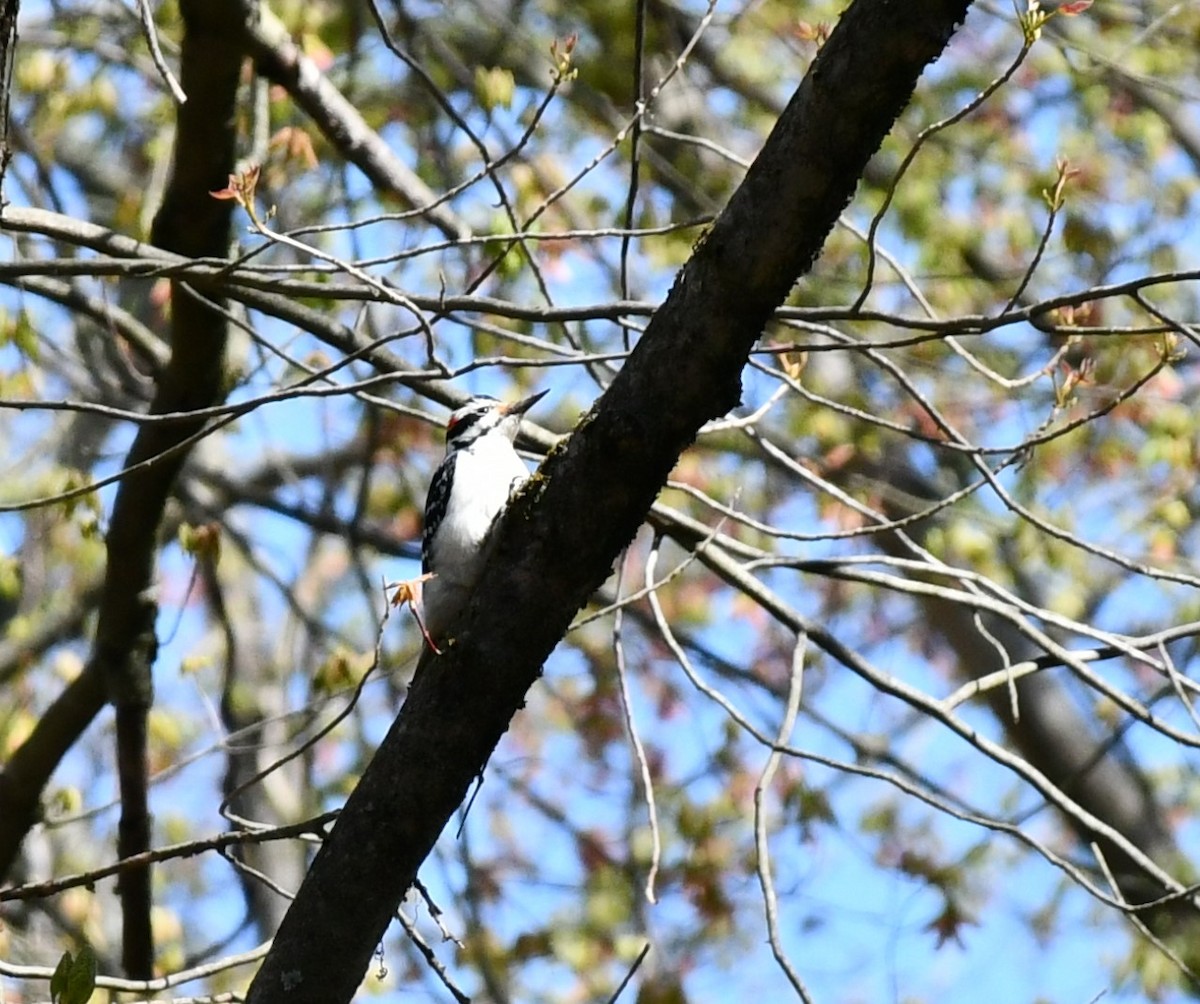 Hairy Woodpecker - ML617868196