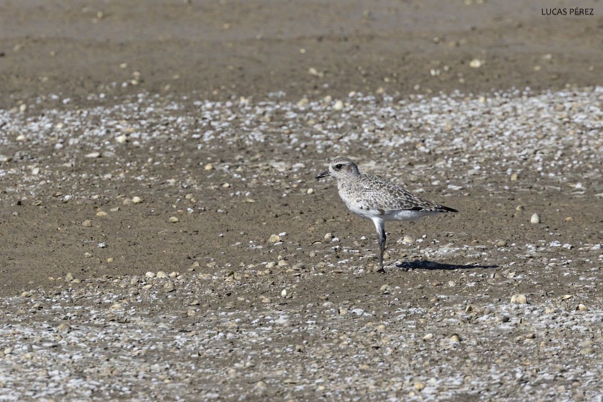 Black-bellied Plover - Lucas  Pérez