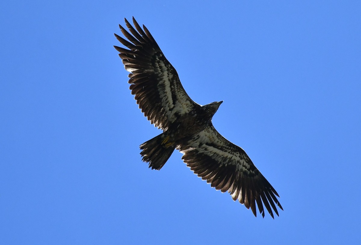 Bald Eagle - ML617868250