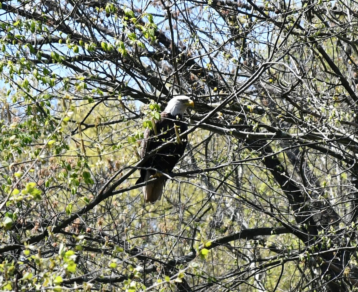 Bald Eagle - ML617868254