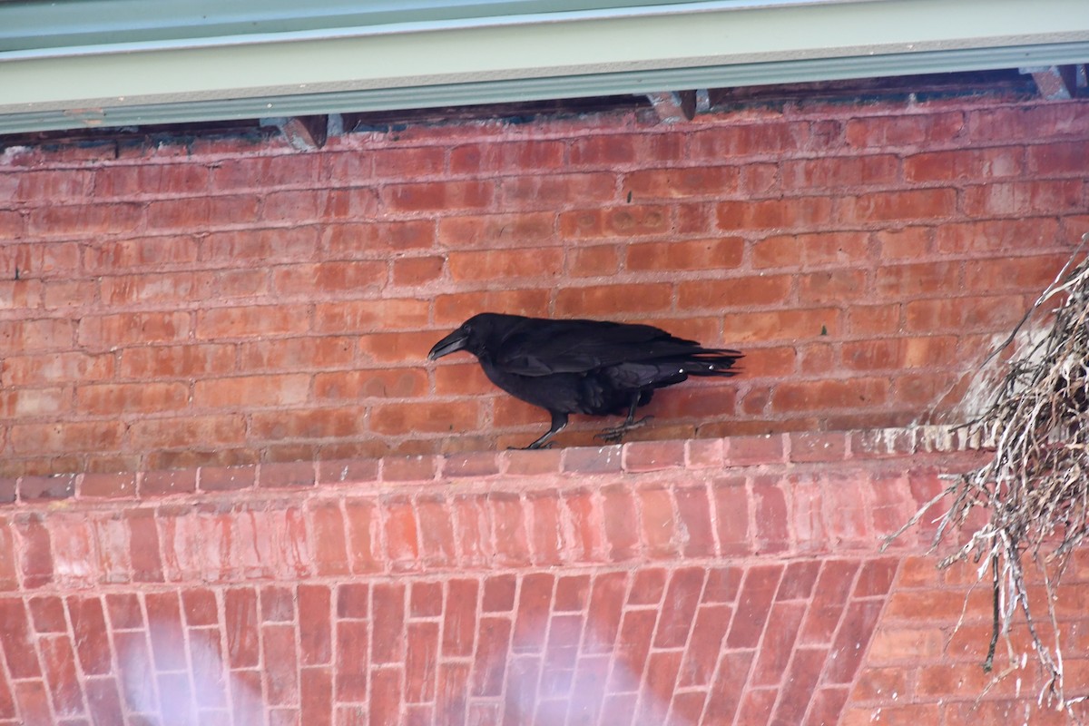 Common Raven - ML617868257