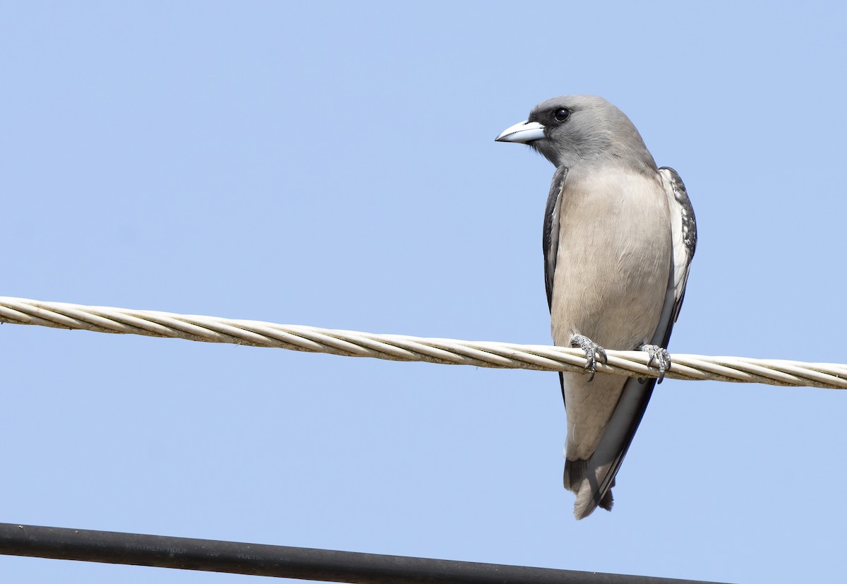 Ashy Woodswallow - Marcel Hesse