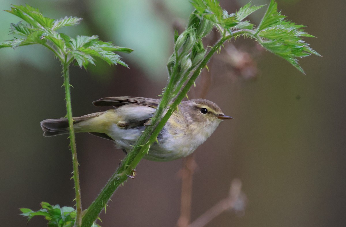 Common Chiffchaff - ML617868268